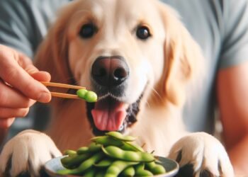 Can Dogs Enjoy the Nutritional Delights of Edamame?