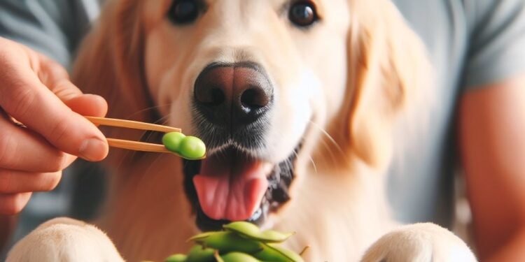 Can Dogs Enjoy the Nutritional Delights of Edamame?