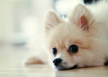 Japanese Spitz: A Comprehensive Guide to This Enchanting Breed