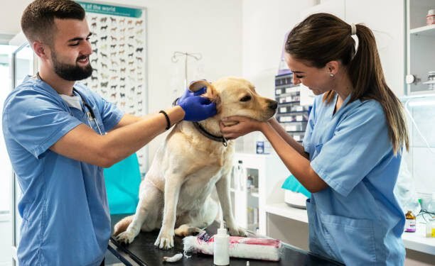 Keppra® for Dogs: Benefits, Dosage, Side Effects, and More