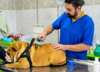 Meloxicam for Dogs: Benefits, Dosage, Side Effects, and More