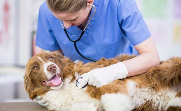 Metronidazole for Dogs: Benefits, Dosage, Side Effects, and More