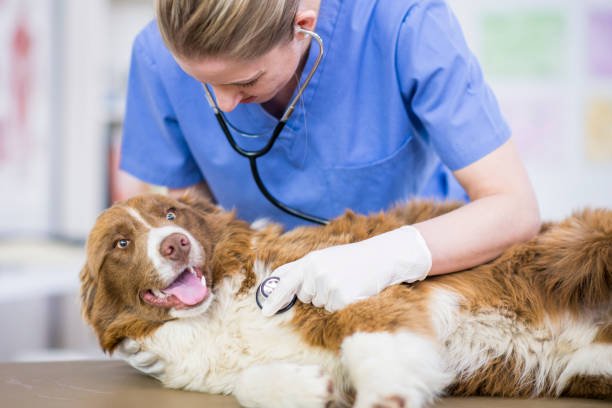 Metronidazole for Dogs: Benefits, Dosage, Side Effects, and More