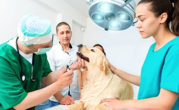 Mitotane for Dogs: Benefits, Dosage, Side Effects, and More