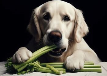 Dogs Eat Celery
