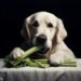 Dogs Eat Celery