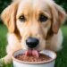 Can Dogs Eat Flaxseed