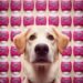 Dogs Eat Pepto Bismol