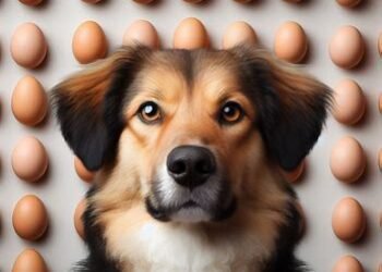 Dogs Eat Egg Shells