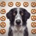 Dogs Eat Pretzels