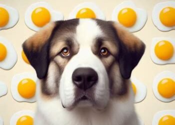 Dogs Eat Scrambled Eggs