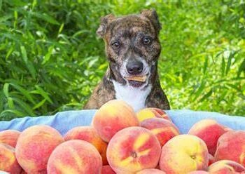 Dogs Eat Peaches