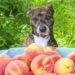 Dogs Eat Peaches