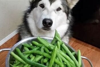 Dogs Eat Pinto Beans