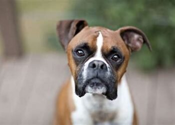 Boxer Dog Breed