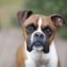 Boxer Dog Breed