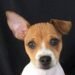 Jack-Chi Dog