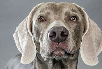 Weimaraner Dog Breed
