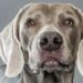 Weimaraner Dog Breed