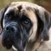 Mastiff Dog Breed