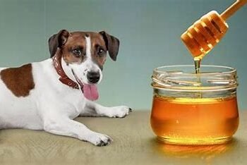 Dogs Eat Honey