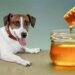 Dogs Eat Honey