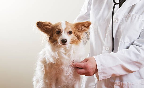 Potassium Bromide for Dogs: Benefits, Dosage, Side Effects, and More