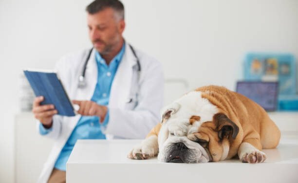 Program for Dogs: Benefits, Dosage, Side Effects, and More