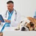 Program for Dogs: Benefits, Dosage, Side Effects, and More