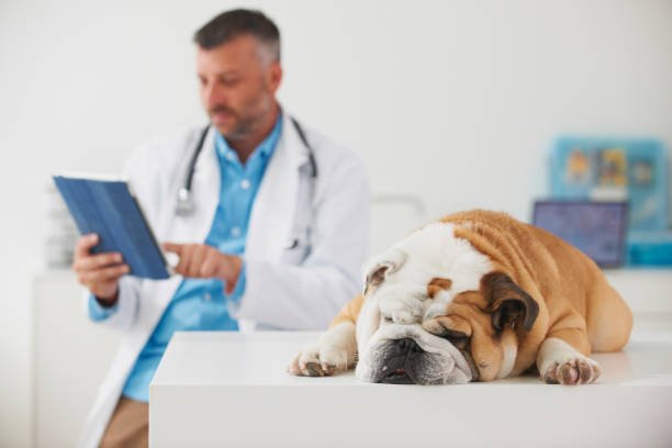 Program for Dogs: Benefits, Dosage, Side Effects, and More