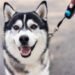Siberian Husky: A Comprehensive Guide to This Remarkable Dog Breed