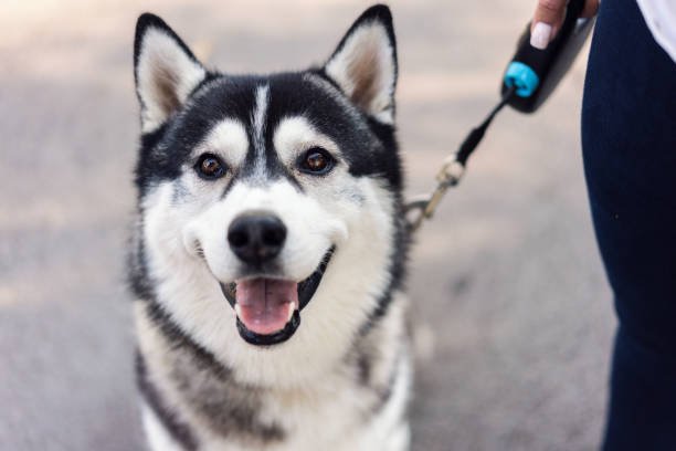 Siberian Husky: A Comprehensive Guide to This Remarkable Dog Breed