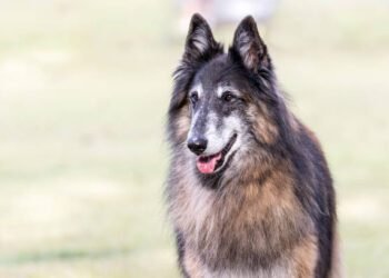 The Corman Shepherd: A Comprehensive Guide