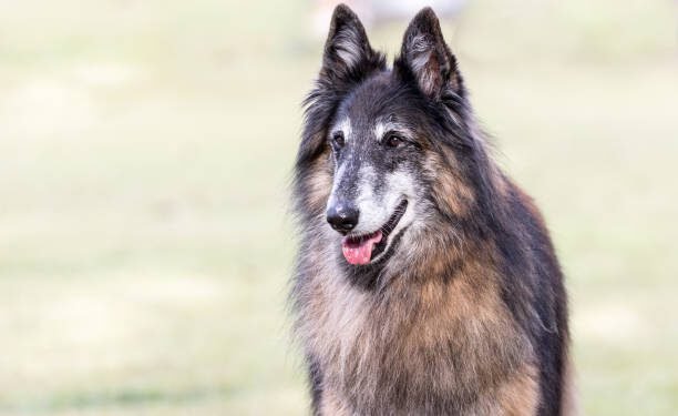 The Corman Shepherd: A Comprehensive Guide