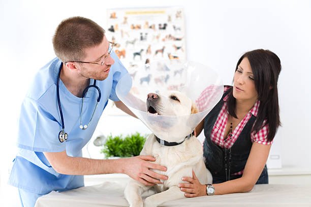 Spironolactone for Dogs: Benefits, Dosage, Side Effects, and More ...