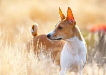 Fascinating Basenji Dog