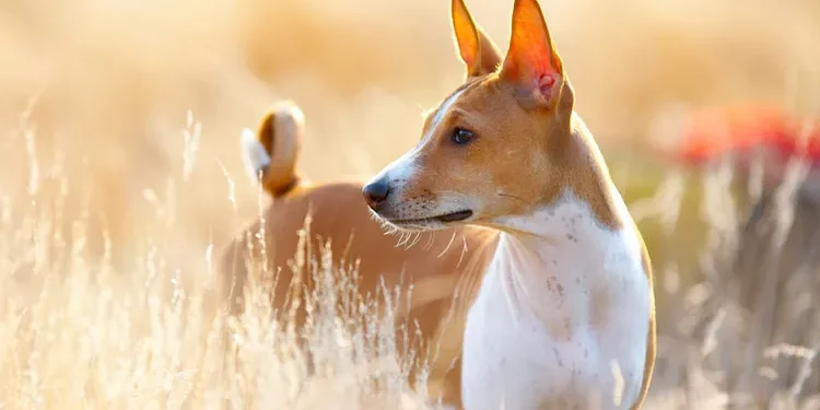 Fascinating Basenji Dog