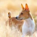 Fascinating Basenji Dog