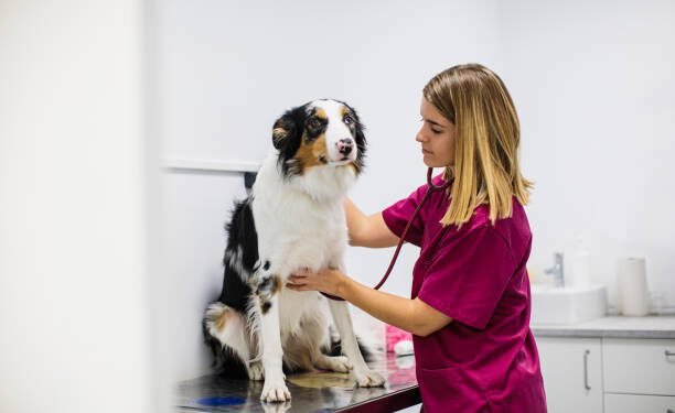 Chloramphenicol for Dogs