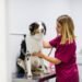 Chloramphenicol for Dogs