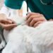 Mitotane for Dogs