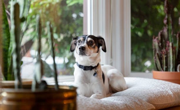 rat terrier