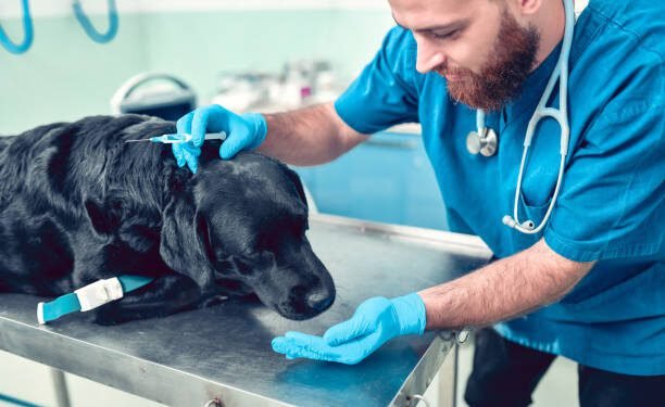 Sulfasalazine for dogs