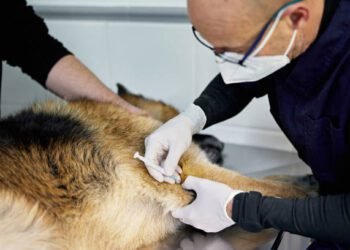 K9 Advantix for Dogs