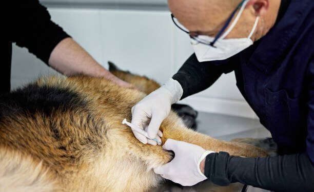 K9 Advantix for Dogs