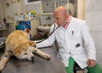 Amlodipine Besylate for Dogs