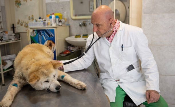 Amlodipine Besylate for Dogs