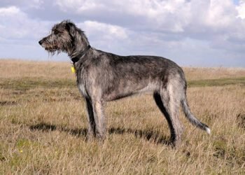 Irish Wolfhound