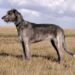 Irish Wolfhound