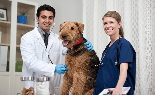 Omeprazole for Dogs
